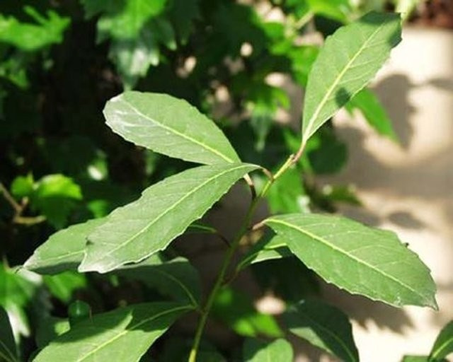 34917_10.jpg